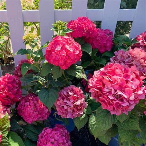 summer crush hydrangea fertilizer