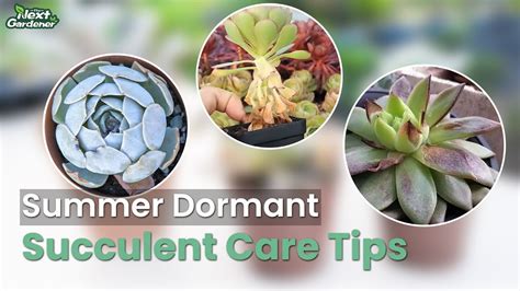 summer dormant succulents