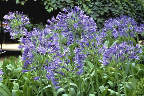 summer flowering bulbs