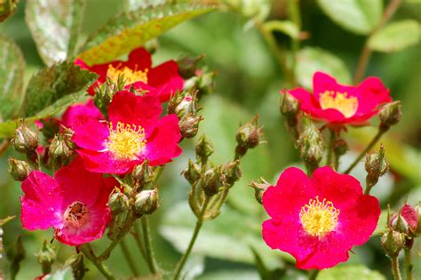 summer flowering shrubs