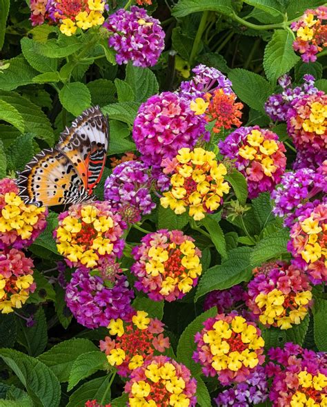 summer flowers
