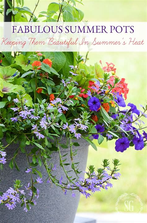 summer flowers for pots