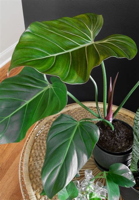 summer glory philodendron