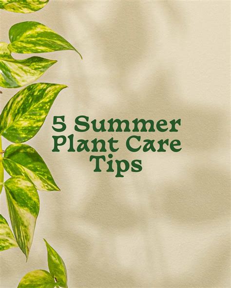 summer plant care tips