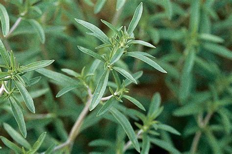 summer savory companion plants