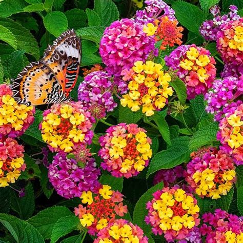 sun loving annuals
