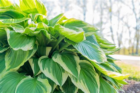 sun loving hosta