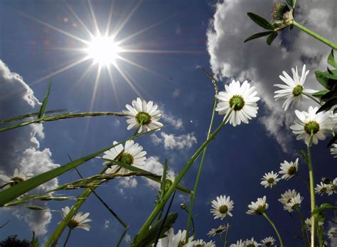 sun plants