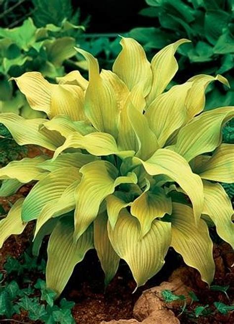 sun power hosta