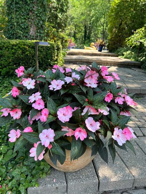 sun resistant impatiens