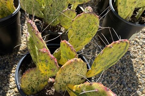 sunburst cactus