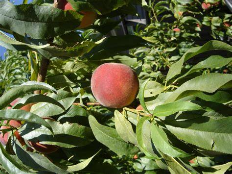suncrest peach growing