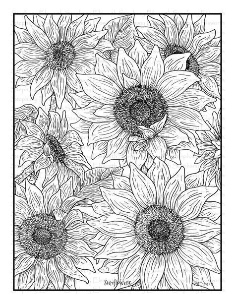 sunflower coloring book pages
