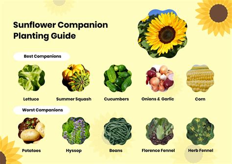 sunflower companion plants