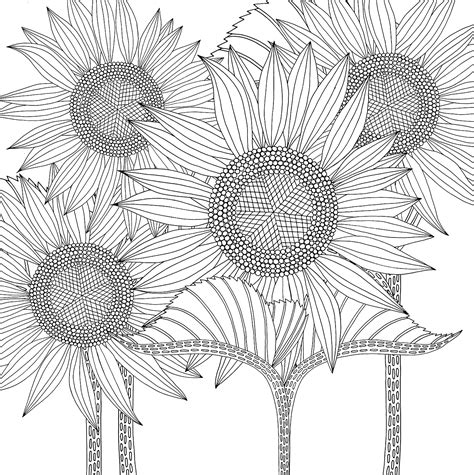 sunflower field coloring page