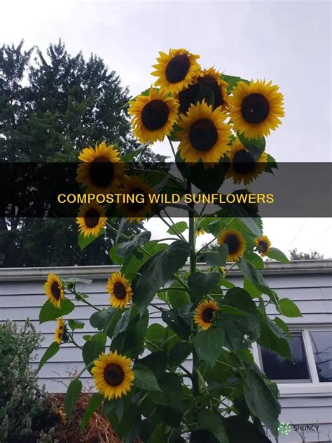 sunflower hulls in compost