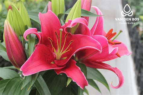 sunny keys oriental lily