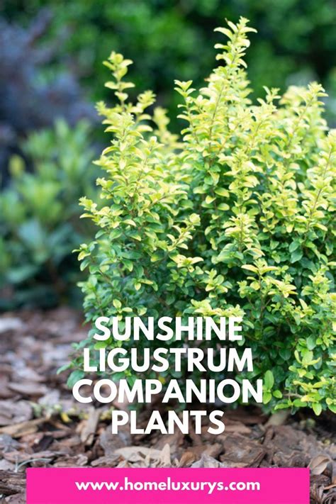 sunshine ligustrum companion plants
