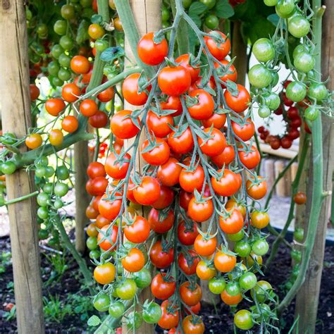 super sweet 100 tomato grow in pots