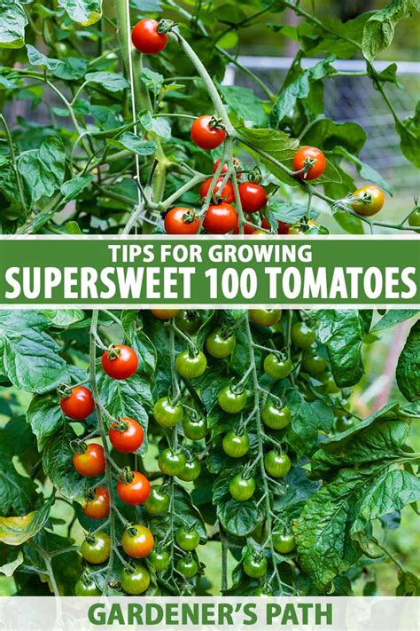 super sweet 100 tomato grow in pots