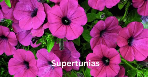supertunias
