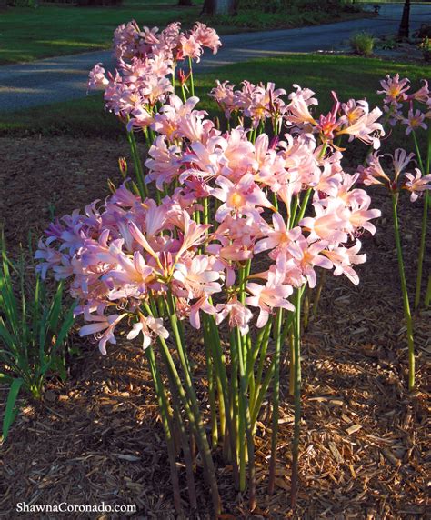 surprise lily bulbs