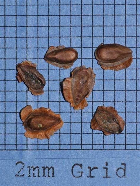 swamp milkweed seeds