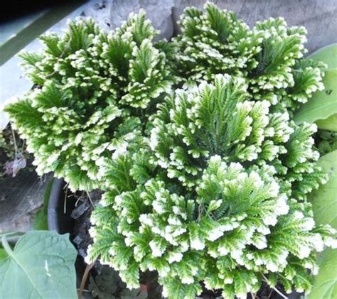 sweat plant