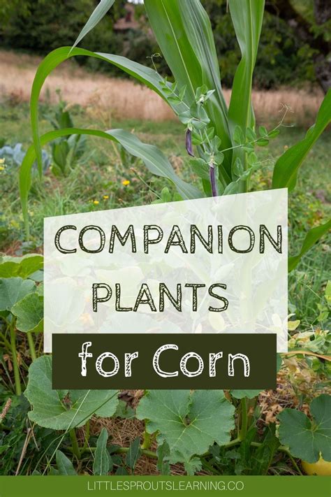 sweet corn companion plants