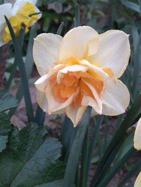 sweet ocean daffodil