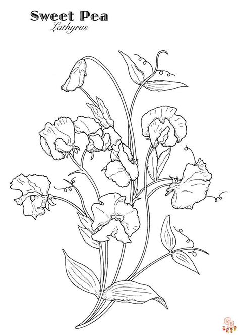 sweet pea coloring pages