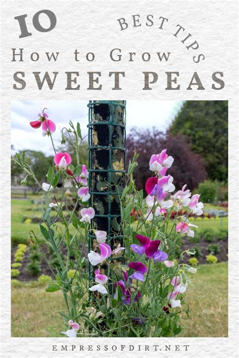 sweet pea flower growing tips