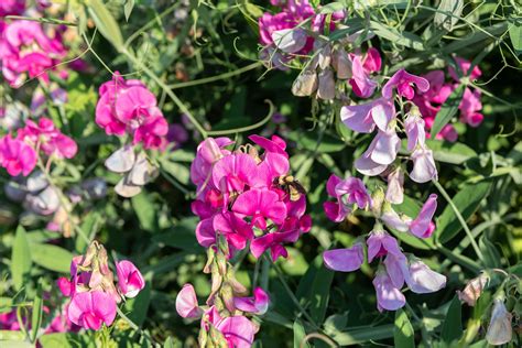 sweet pea vine