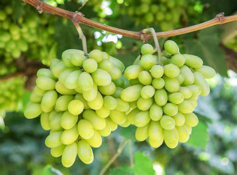 sweetie grapes