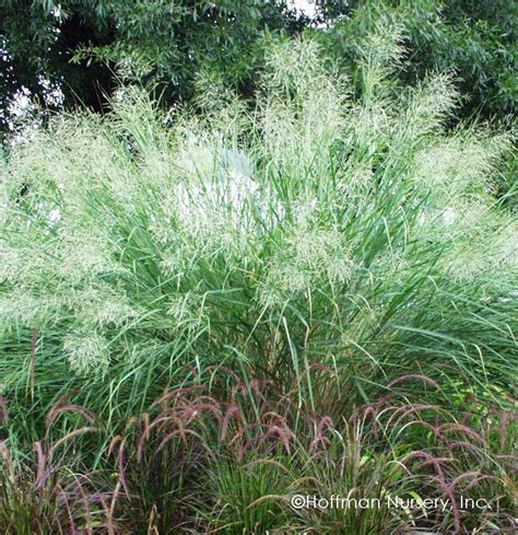 switchgrass cloud nine