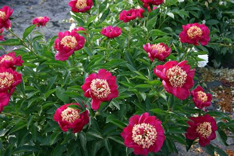 sword dance peony