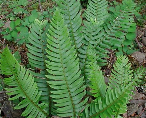 sword fern companion plants