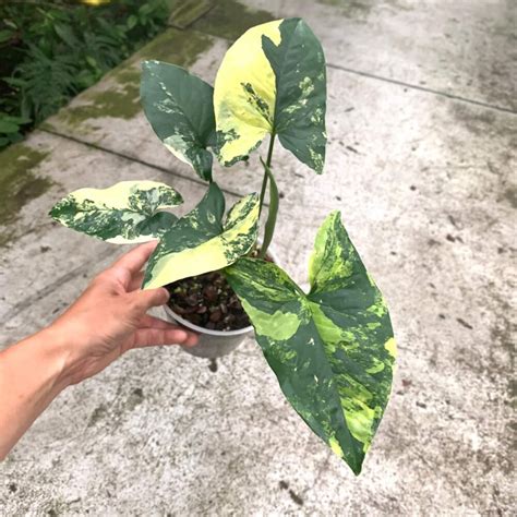 syngonium aurea