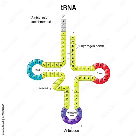 RNA Transfer