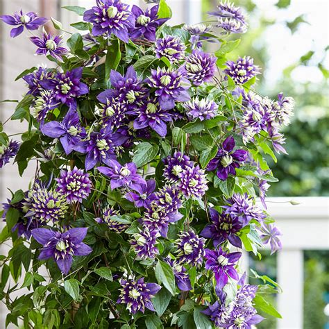 taiga clematis vine