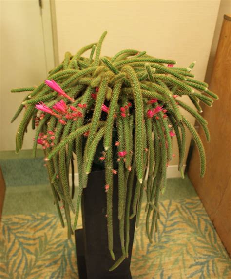 tail cactus