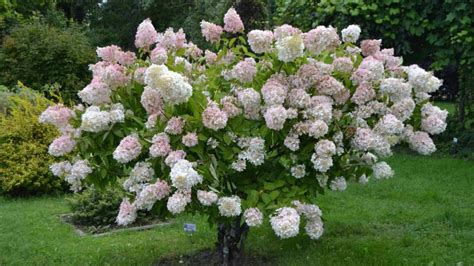 taking care of hydrangea tree