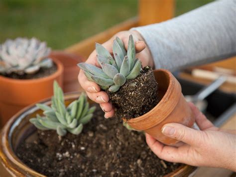 taking care of succulents outside