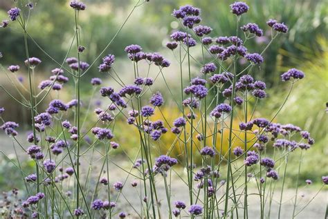 tall annuals