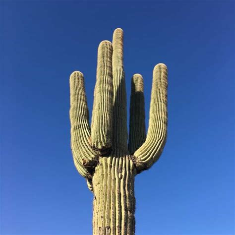 tall cactus plant