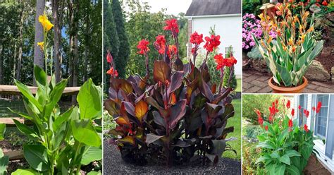 tall canna lily