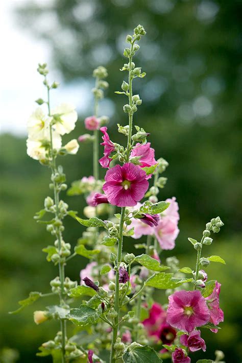 tall flowering plants