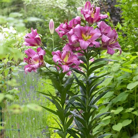 tall lily plant