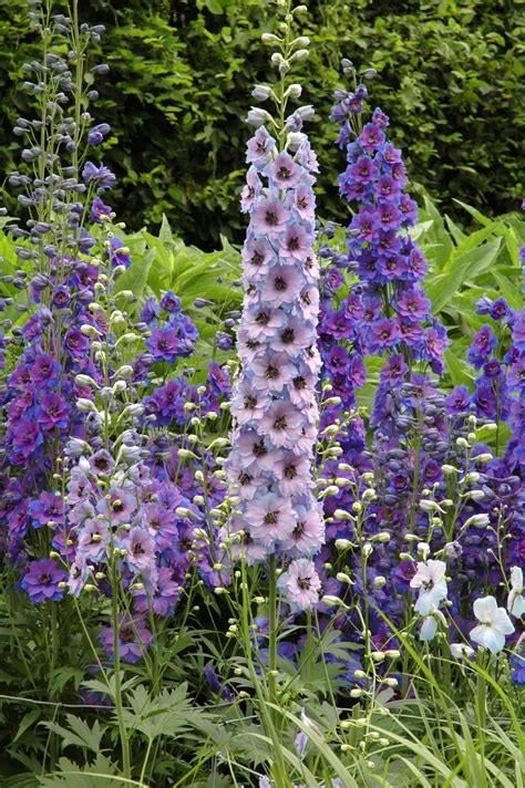 tall perennial flowers