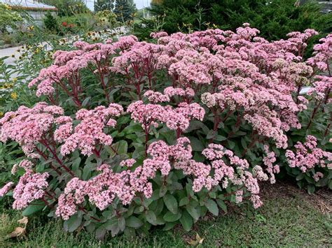 tall sedum